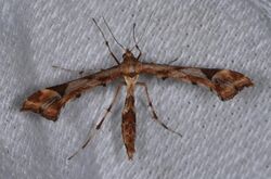 Artichoke Plume Moth Platyptilia carduidactylus (21810143141).jpg