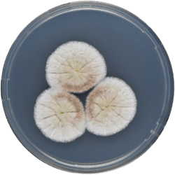 Aspergillus pseudoustus cya.png