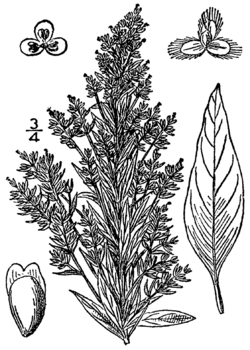 Axyris amaranthoides BB-1913.png