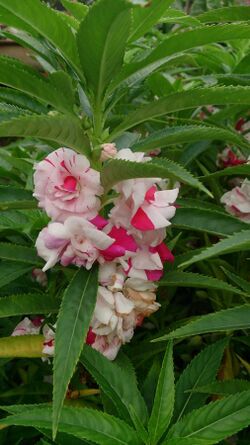 Balsam (Impatiens balsamina).jpg