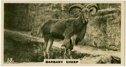 Barbary Sheep 2 (ca 1919-1940).jpg
