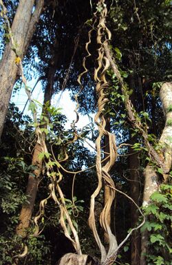 Bauhinia scandens 03.JPG