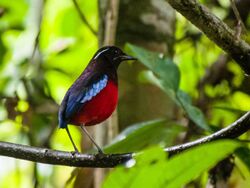 Black-crowned (or Black-and-crimson) Pitta (14204964493).jpg