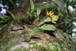 Bulbophyllum retusiusculum 黃萼捲瓣蘭(黃梳蘭) (44447651425).jpg