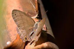 Butler's satyr (Cissia palladia).jpg