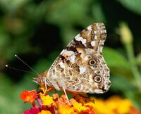 Butterfly August 2008-3.jpg