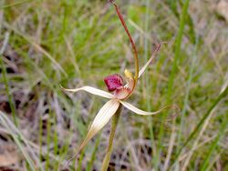 Caladenia australis.jpg