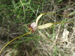 Caladenia swartsiorum detail.jpg