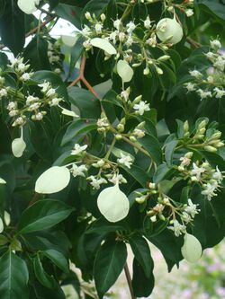 Calycophyllum candidissimum (Vahl.) DC..JPG