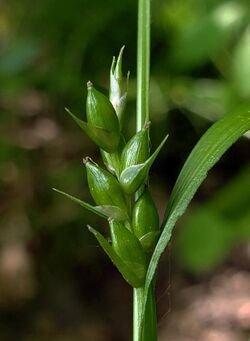 Carex grisea 43268764.jpg