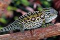 Carpet Chameleon (Furcifer lateralis) female (7636716522).jpg