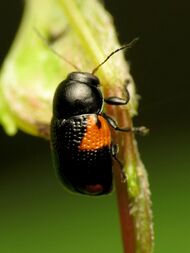 Case-bearing Leaf Beetle - Flickr - treegrow (3).jpg