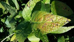 Cercospora Leaf Blight of Soybeans 1.jpg