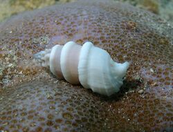 Cerithium torulosum.jpg