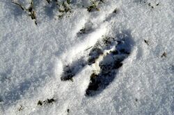 Cervus.elaphus.track.on.snow.jpg