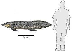 Chinle fish Arganodus cropped.png