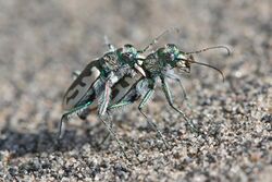 Cicindela arenicola 127566846.jpg