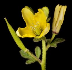 Cleome viscosa (7596847412).jpg