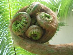 Closeup of very large fern frond.jpg