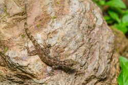 Cnemaspis chanardi, Chan-Ard's rock gecko - Khao Luang National Park (36301643046).jpg