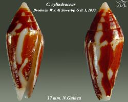 Conus cylindraceus 1.jpg