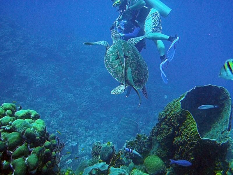 File:Coral Reef, Belize 2.jpg