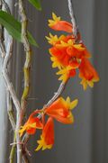 Dendrobium wentianum - Flickr 003.jpg