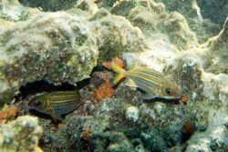 Dusky squirrelfish Sargocentron vexillarium (4683571795).jpg