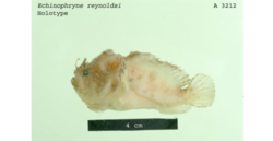 Echinophrynereynoldsi.png