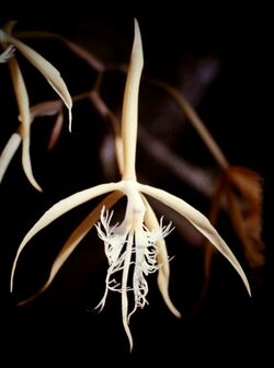 Epidendrum ciliare - 2.jpg