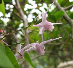 Epimedium grandiflorum 1.jpg