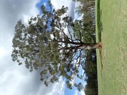 Eucalyptus cameronii habit.jpg