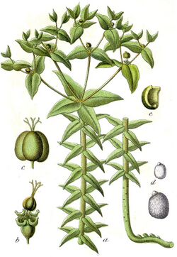 Euphorbia lathyris Sturm33.jpg