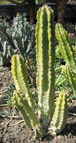 Euphorbia royleana.jpg