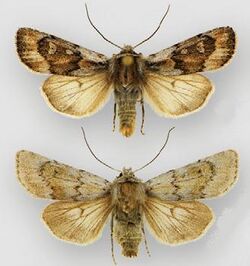 Euxoa muldersi male (top) female (bottom).JPG