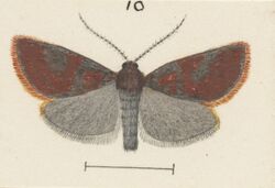 Fig 10 MA I437906 TePapa Plate-XLV-The-butterflies full (cropped).jpg