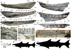 Fossils of Megamastax amblyodus.jpg