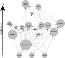 Generalised food web for sponge reefs.jpg