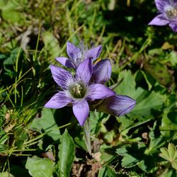 Gentianella germanica-DSC 5044w.jpg