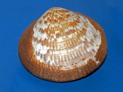 Glycymerididae - Glycymeris vestita.JPG