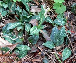 Goodyera oblongifolia 1.jpg