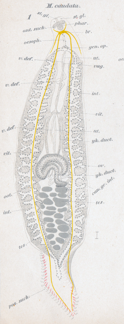 Goto 1894 - Studies on the Ectoparasitic Trematodes of Japan - Plate 1 - Microcotyle caudata.png