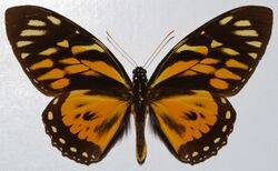 Great Tiger-mimic (Papilio zagreus) (8376961980).jpg