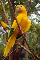 A yellow parrot with green-tipped wings and tan eye-spots