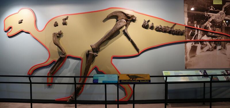 File:Hadrosaurus remains.jpg