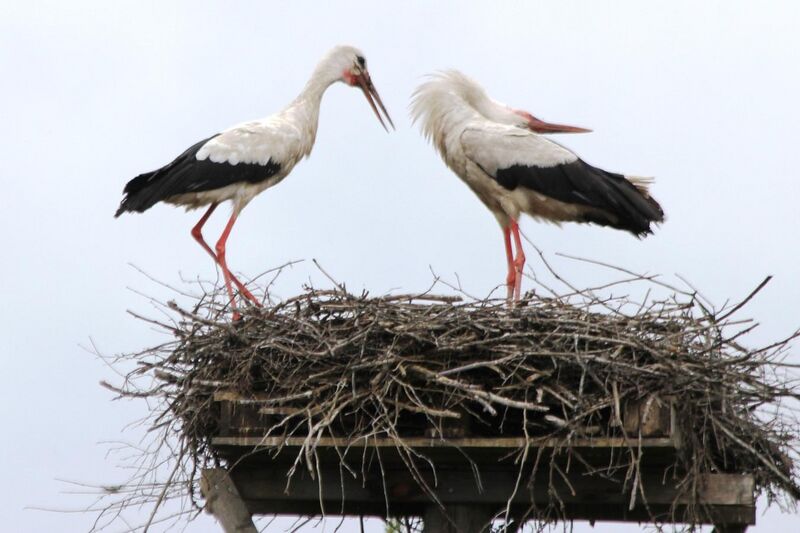 File:Haikara (White stork) (1) Koski Tl. 9.7.2015.jpg