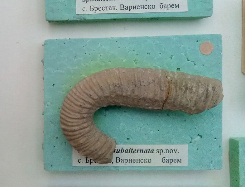 File:Hamulina subalternata sp. nov. Lower Barremian, Brestak , (Coll. St. Breskovski) at the Sofia University 'St. Kliment Ohridski' Museum of Paleontology and Historical Geology.jpg