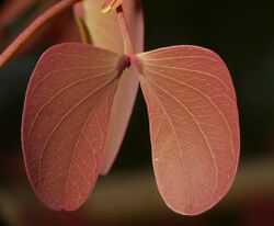 Hardwickia binata young leaf.jpg