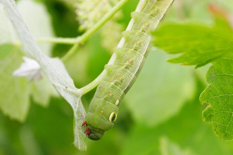 File:Hawk moth caterpillar.jpg