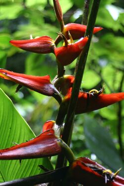 Heliconia-tortuosa.jpg